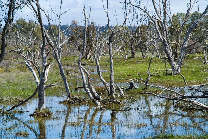 Photo Gommage hydrique, dommages à la salinité, arbres morts et mourants, dus au site de démonstration 