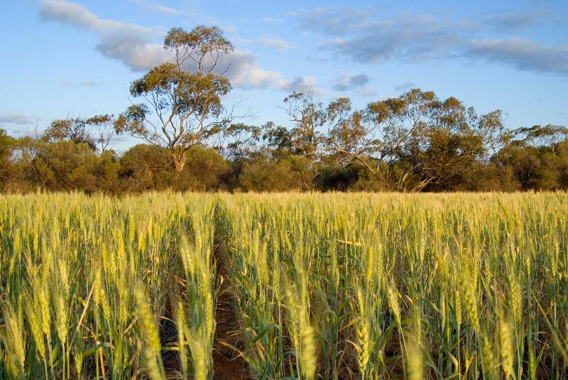 Terres agricoles défrichées (champ de blé) devant les vestiges de brousse