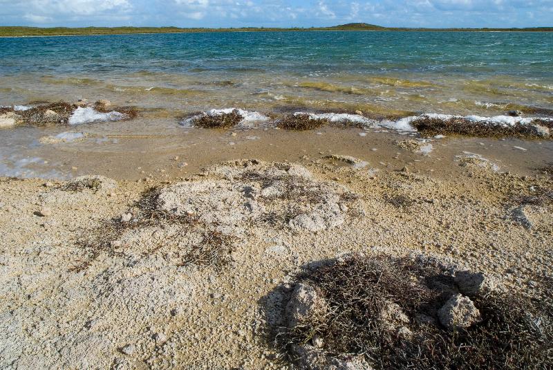 Photo Stromatolites  en bordure du lac Lac Thetis, Cervantes, Australie-Occidentale