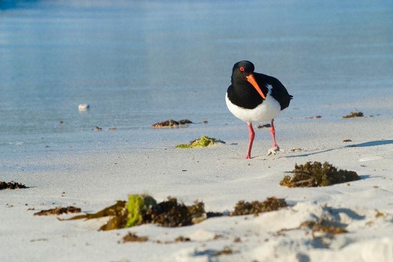 Photo Pied oystercatcher (Haematopus longirostris) sur la plage de sable, Hamelin Bay, Leeuwin-Naturaliste National Park, Western Australia