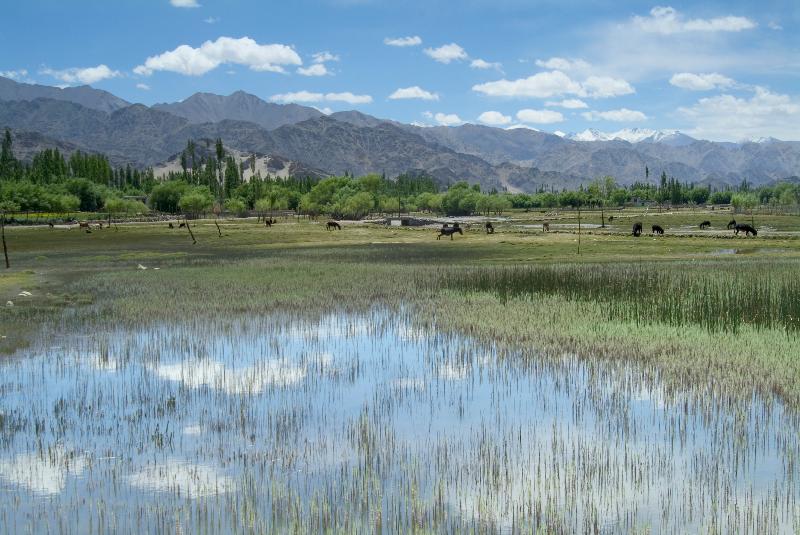 Photo Terres humides fertiles de l'Himalaya dans la vallée de l'Indus, Ladakh, Inde 