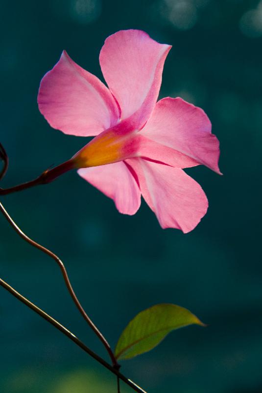 Photo Mandevilla 'Pink fantasy 'var. summandecos, fleur rétro-éclairée Yallingup, Australie Occidentale