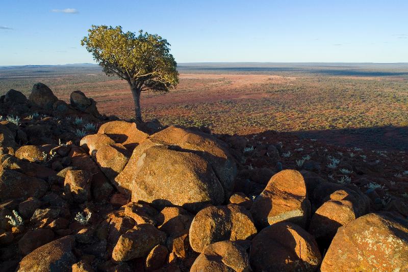 Photo Paysage de l'Outback du sommet d'une colline à la lumière du coucher du soleil : arbre kurrajong/karrajong