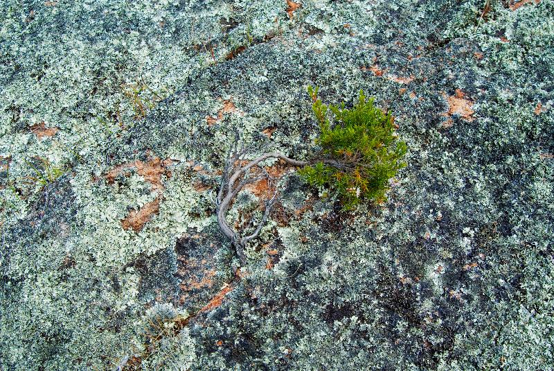 Bonsaied  myrtle sp. (fam : Myrtaceae) poussant sur un affleurement de granit côtier couvert de lichens, entre la rivière Margaret et Yallingup, Australie occidentale