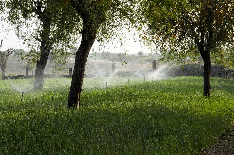 Agriculture du désert/Agroforesterie : Sprinklers irriguant des champs de blé