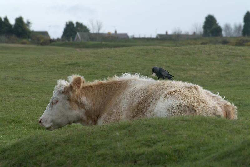 Photo Jackdaw (Corvus monedula) recueillant du matériel de nidification en arrachant des cheveux d'une vache au repos