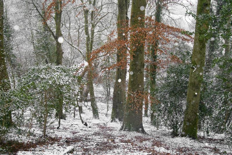 Photo Chute de neige dans les bois mixtes de hêtre, Réserve naturelle de bois des évêques, Gower, Pays de Galles du Sud, Royaume-Uni