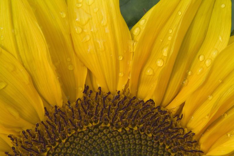 Photo Tournesol, Helianthus 