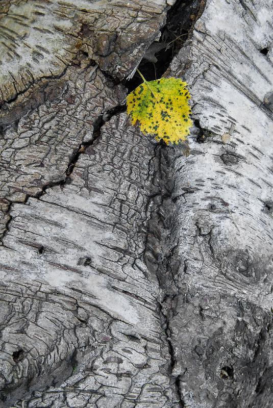 Photo Bouleau poilu, fissuré tronc tombé sur le sol avec feuille d'automne, Bolam, Northumberland, Royaume-Uni