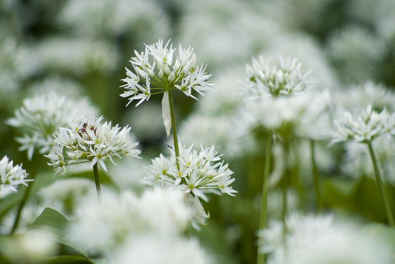 Photo Les fleurs de Ramsons (Allium ursinum) s'ouvrent dans les bois du printemps, les évêques Wood, Gower, Pays de Galles du Sud, Royaume-Uni 