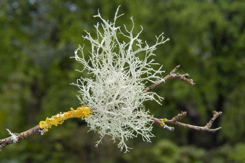 Photo deux types de lichen 