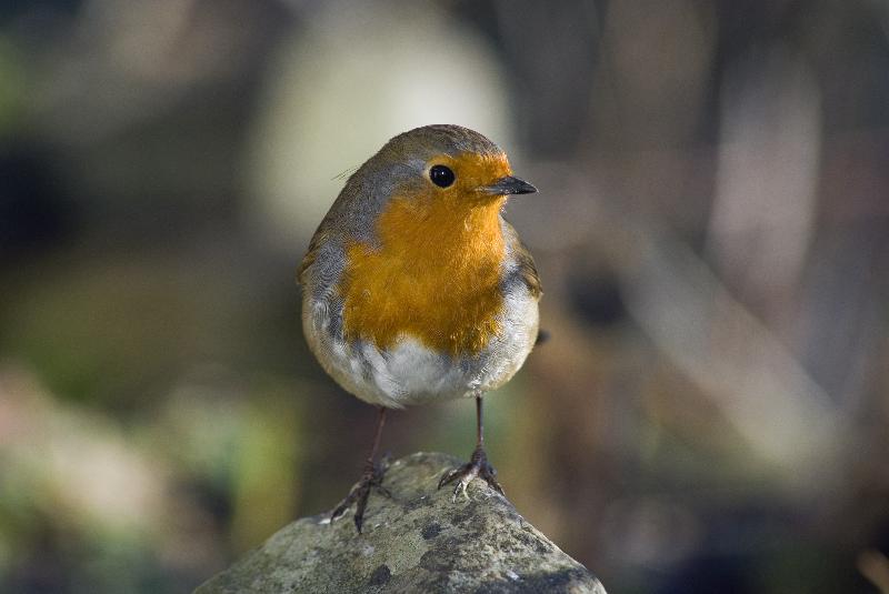 Photo rouge gorge avec plumage d'hiver, Gower, Pays de Galles du Sud, Royaume-Uni