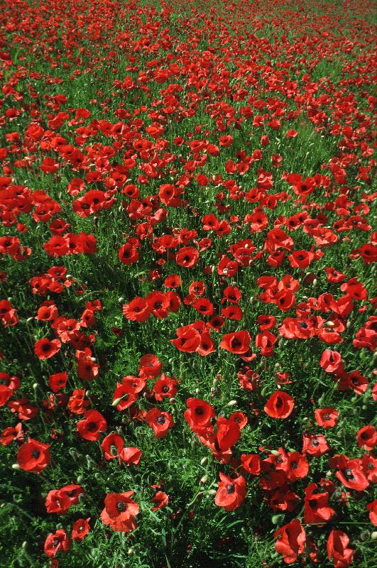 Photo Coquelicots communs