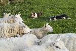 Photo Chiens de troupeau élevant des moutons, Harnham, Belsay, Northumberland, Royaume-Uni