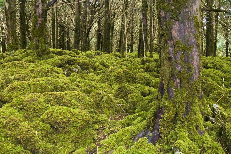 Photo  arbres enracinés dans des fissures dans du calcaire 