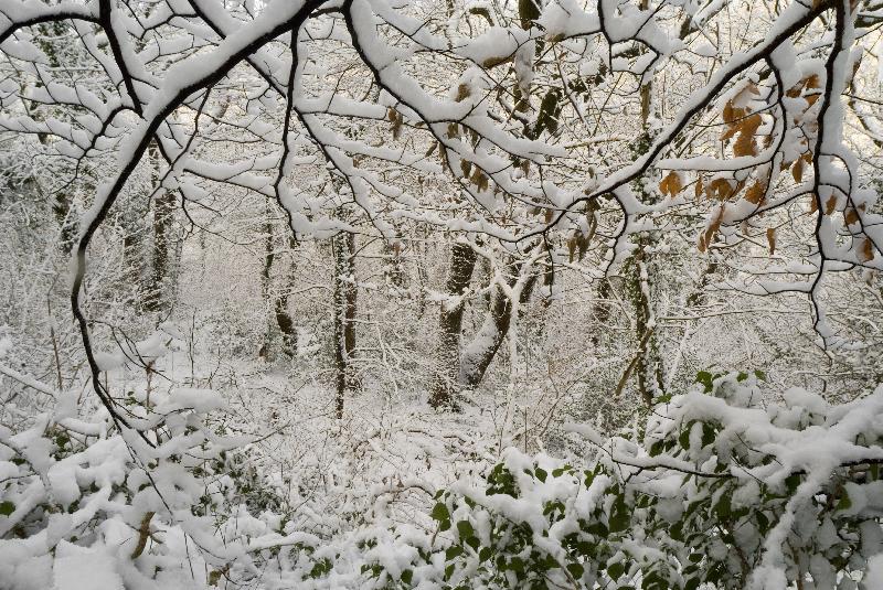 Photo Neige profonde dans les bois mixtes de chêne et de hêtre, réserve naturelle de bois des évêques, Gower, S.Wales, Royaume-Uni 