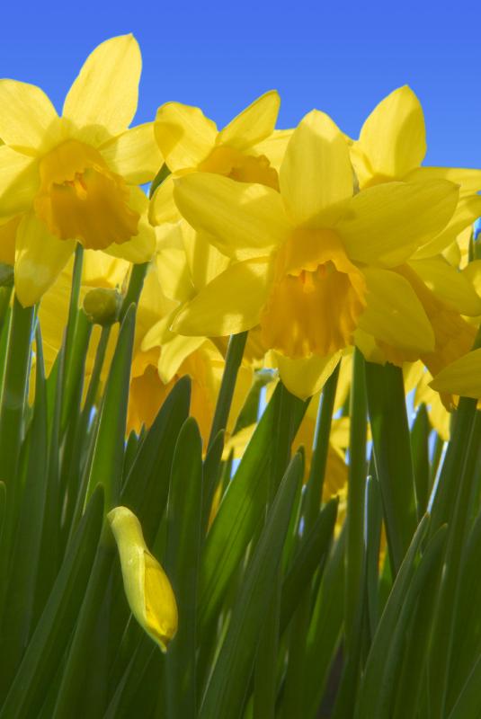 Photo  jonquilles naines, Pays de Galles du Sud, Royaume-Uni 