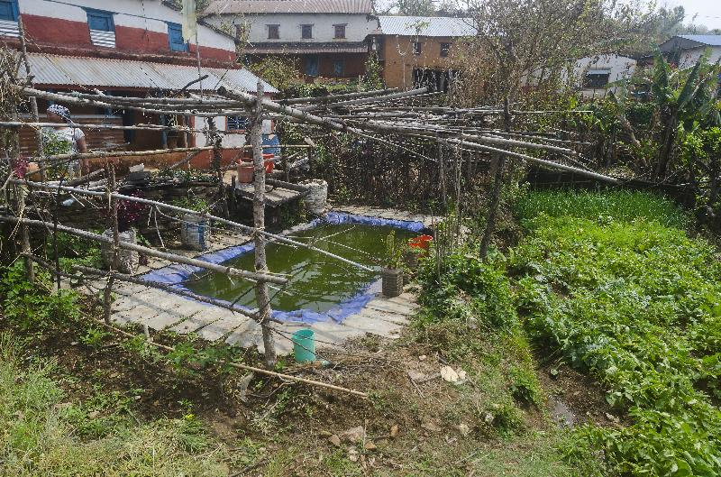 Photo Ferme dans le village d'agriculture de subsistance dans les contreforts de l'Himalaya, Majhthana, près de Pokhara, Népal