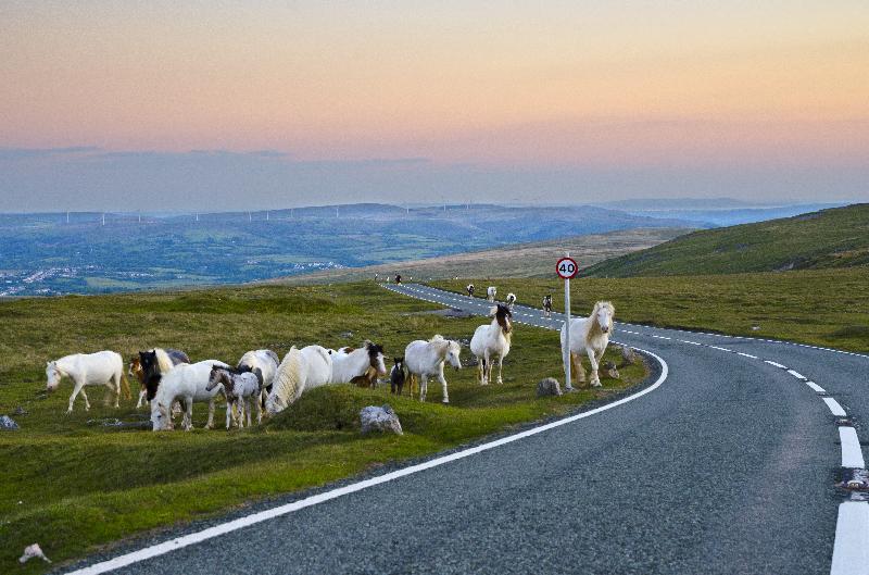 Photo Troupeau de poneys de montagne galloise sauvages remontant la route Black Mountain