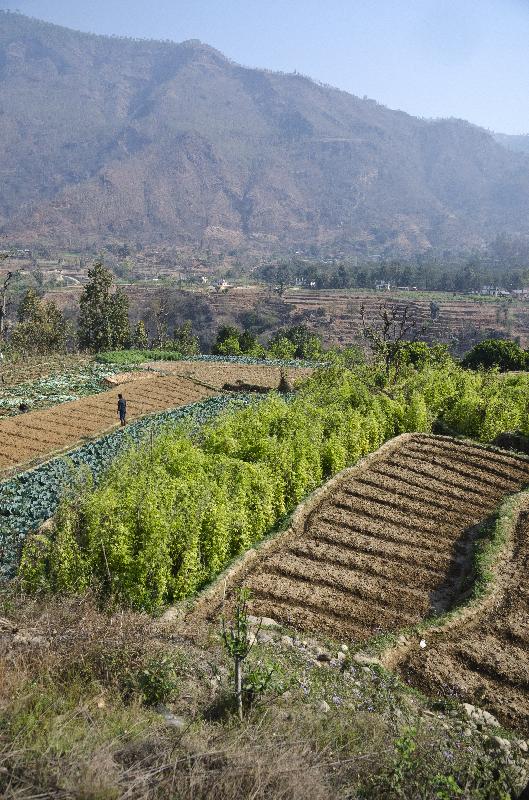 Photo Champs agricoles de subsistance Gandaki Zone, entre Pokhara et Katmandou, Népal 