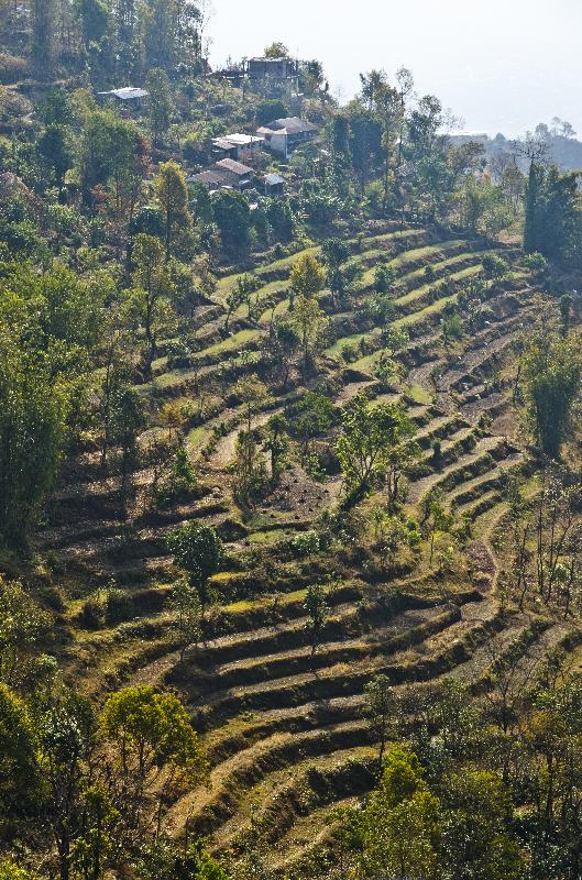 Photo Champs et fermes en terrasses sur une pente abrupte dans le paysage agricole de subsistance de l'Himalaya, Sarangkot, Pokhara, Népal