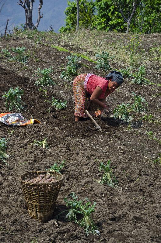 Photo d'une agricultrice népalaise qui récolte des pommes de terre sur le terrain