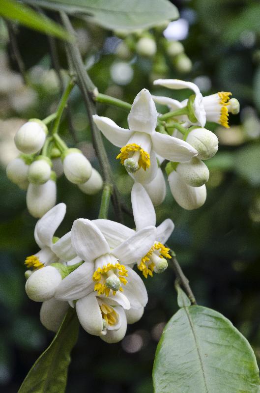 Photo Fleurs de pamplemousse (Citrus x paradisi) sur la ferme biologique népalaise, Kahare, Chalnakhel, vallée de Katmandou, Népal