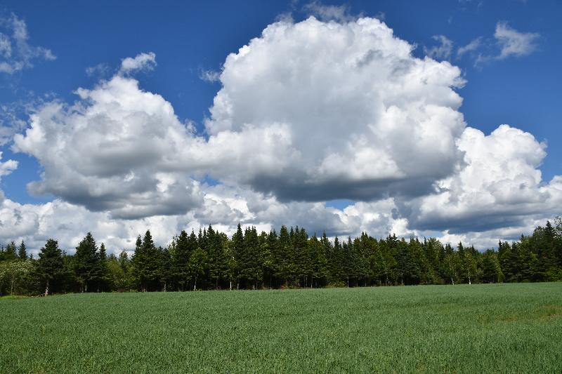Un champ d'avoine sous un ciel d'été