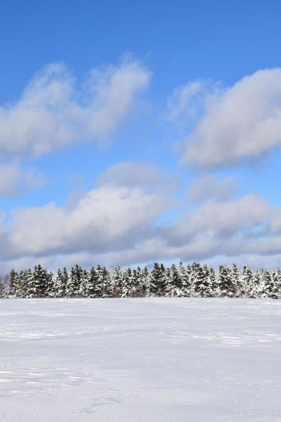 Une forêt enneigée sous un ciel d'hiver