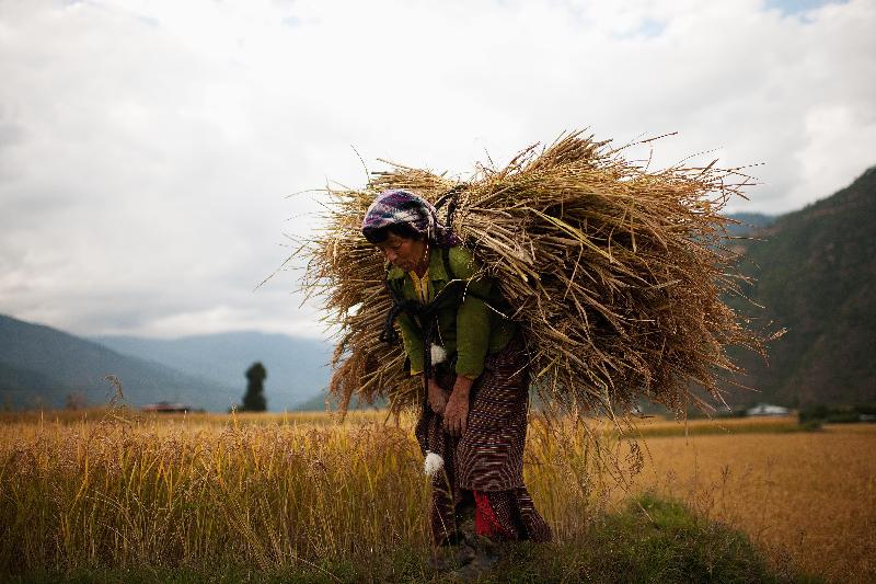 Fermiers dans la vallée de Punakha Buthan en Chine