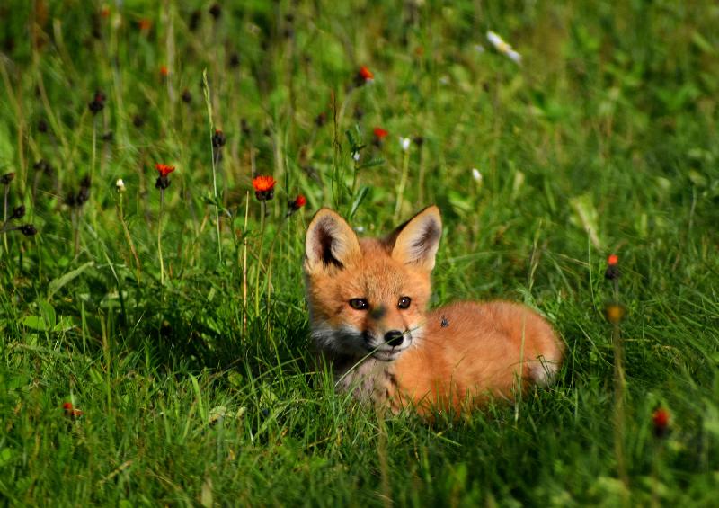 Un jeune renard dans un champ au printemps