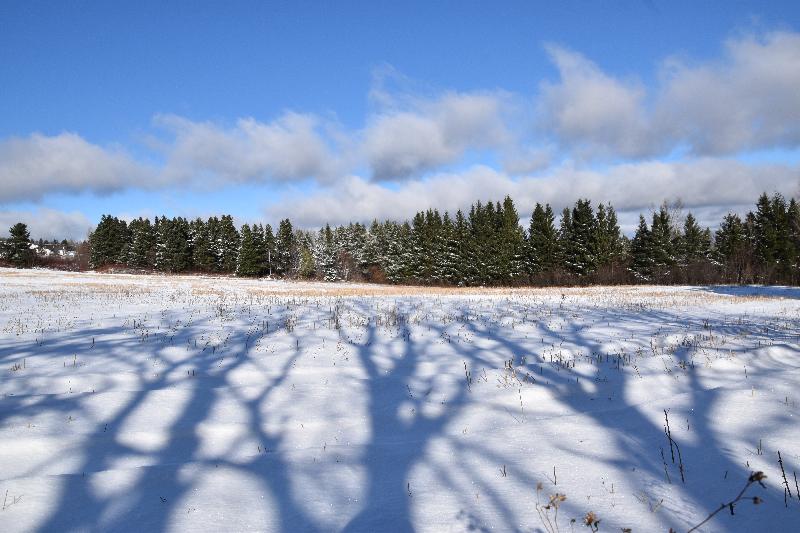 Des ombres dans un champ en hiver