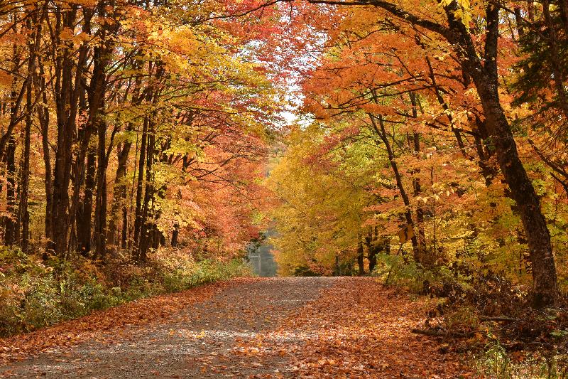 Une route déserte à l'automne