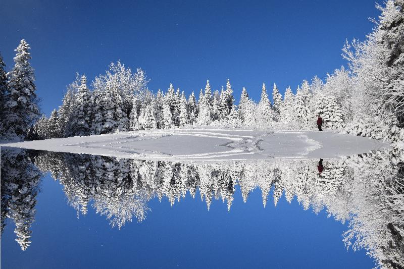 Une forêt enneigée sous un ciel d'hiver