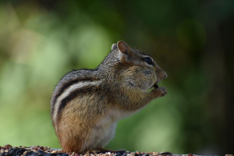 Un écureuil à la mangeoire du jardin