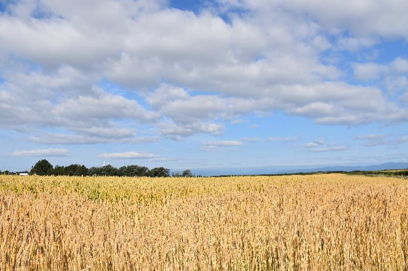 Un champ de blé en été