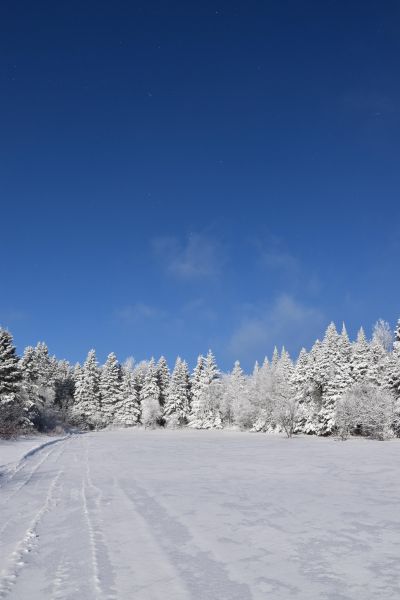 Une forêt givrée et un ciel bleu d'hiver