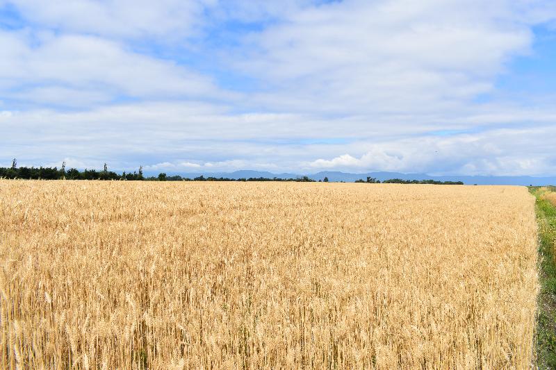 Un champ de blé sous un ciel bleu