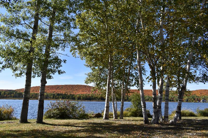 Le lac et une forêt d'érables en automne