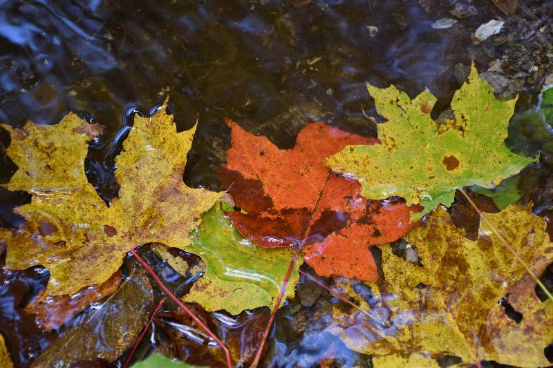 Des feuilles d'érable dans un ruisseau