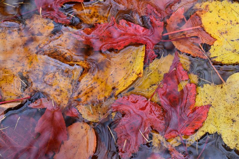 Feuillage d'automne dans un ruisseau