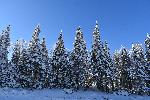 Une forêt de résineux en hiver