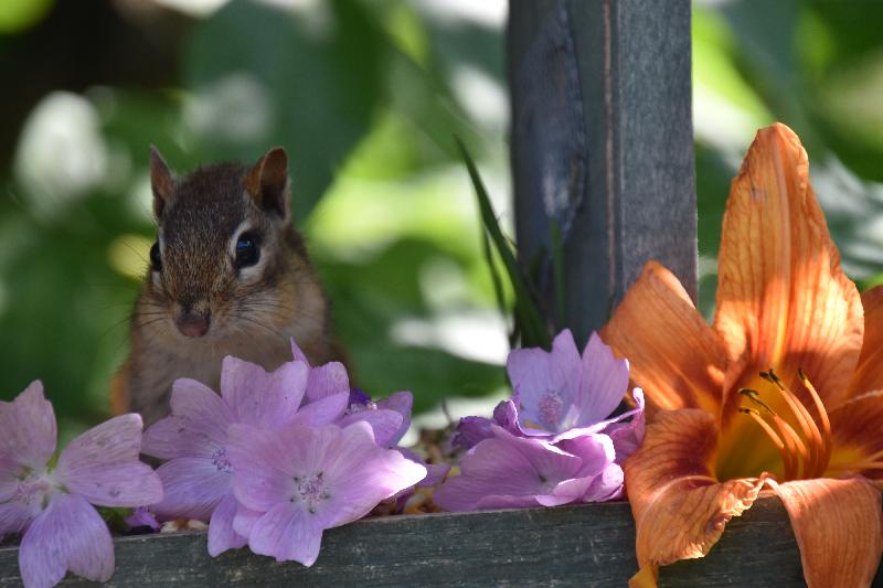 Un écureuil au jardin en été