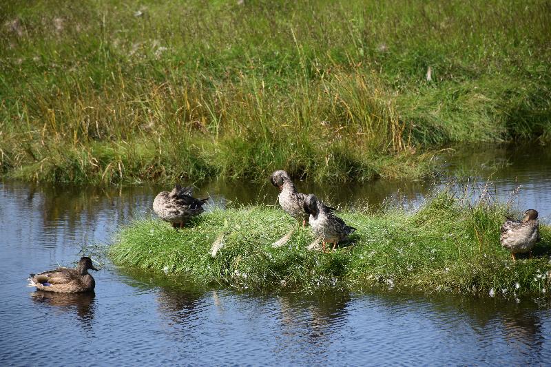 Des canards dans un étang