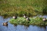 Des canards dans un étang