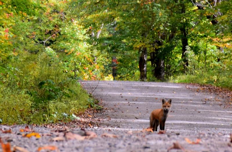 Un renard sur la route à l'automne