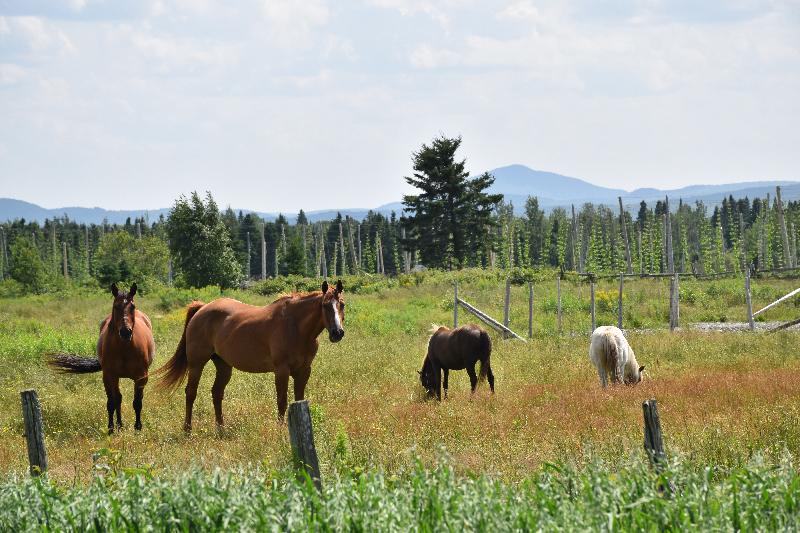 Des chevaux dans un champ en été