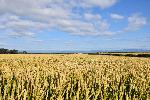 Un champ de blé en été