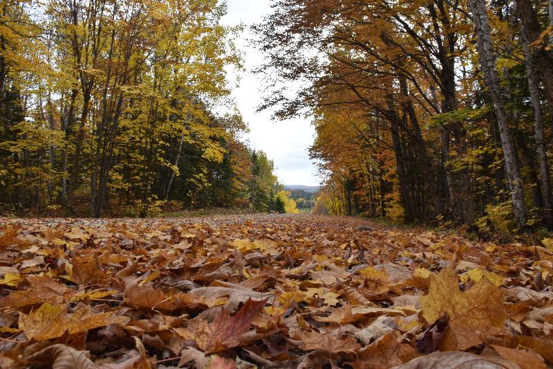 Une route déserte en automne