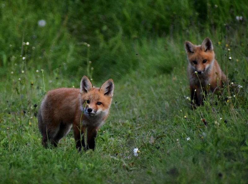 Des jeunes renards au printemps